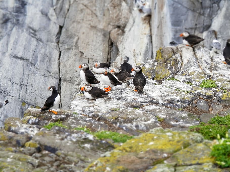 puffins, mořský pták, Příroda, divoký, zvíře, útes