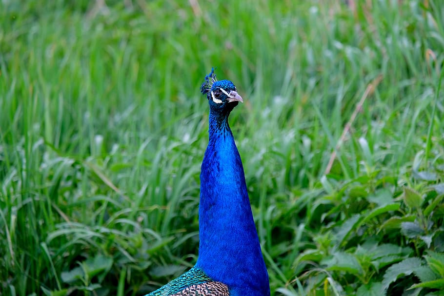 pavone, uccello, orgoglio, piuma, natura, animale, blu, colorato, pollame, bellissimo, piume