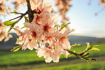 spring, almond tree, flower, sunset, flowers, flowering, almond, tree, plant, rosa, nature