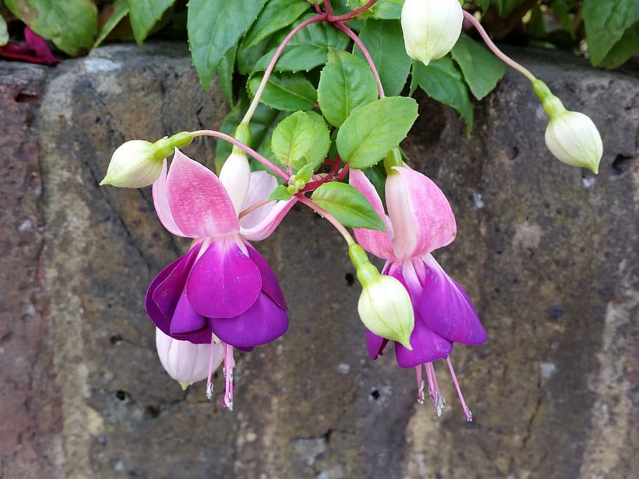 fuchsia, purple, flower, nature, summer, petal, plant, leaf, flower Head