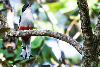 Cuba, cienaga de zapata, uccello, Tocororo, natura, albero, all'aperto
