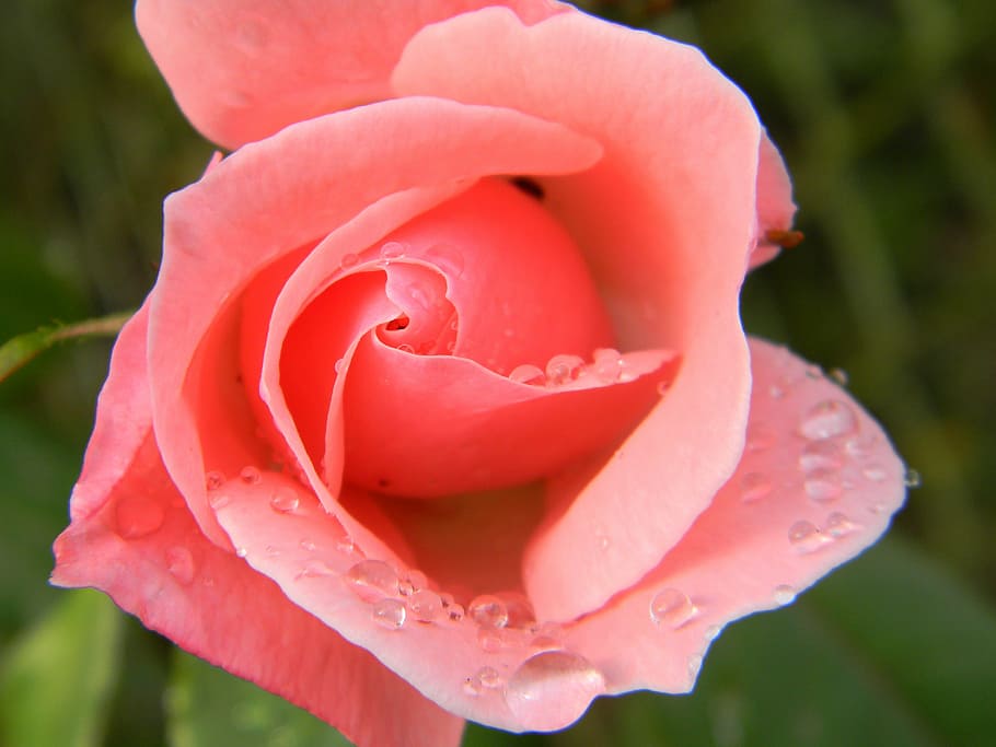 rosa, květ, voda, červená růže, květiny, Červené, Příroda, růžový, růže, zahrada, rostlin