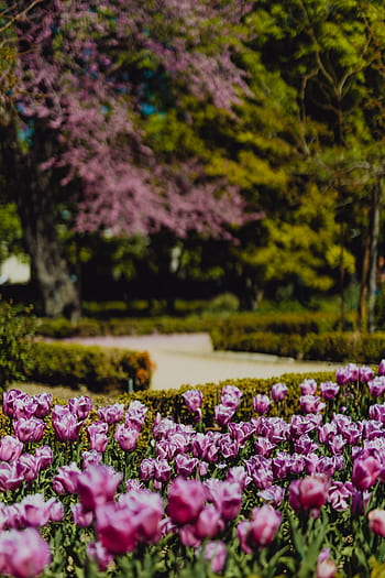 botani, taman, jardin nyata, musim semi, alam, Eropa, perjalanan, Nyata, Jardin, Botanico, Madrid