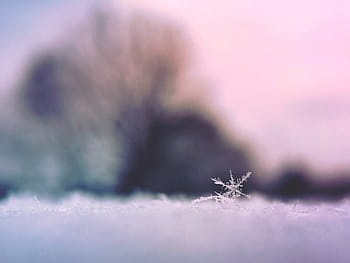 selektivní, zaostřovací fotografie, sněhová vločka, bílý, sníh, vločka, soustředit se, fotografování, led, zimní, Studený