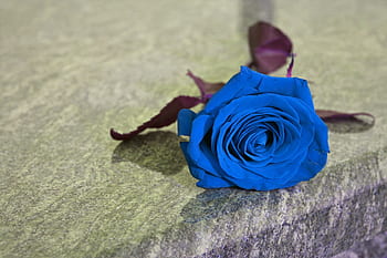 modrá růže na hrob, ztrácená láska, chybějící, vzpomíná, symbol, květ, šedý mramor, náhrobek, soustrast, venkovní