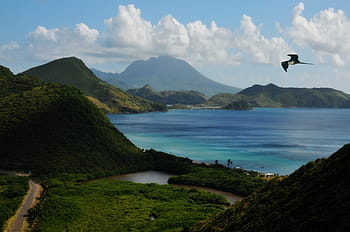 vogel, vliegend, alleen, berg-, lichaam, water, st kitts, caribbean, eiland, tropisch, fregat baai