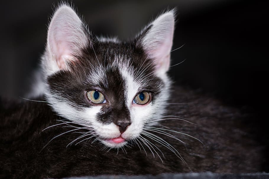selective, focus photography, short-fur, black, white, cat, baby cat, cat baby, kitten, young cat, adidas