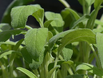selective, focus photography, green, mint, Leaves, Kitchen, Herb, real sage, sage, kitchen herb, sage leaves