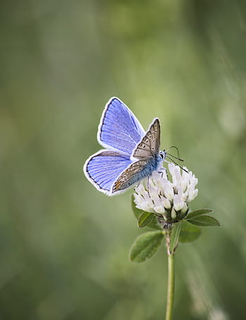 společný, modrý, motýl sedící, bílý, květ, selektivní, zaostřovací fotografie, motýl, Příroda, zelená, křídla