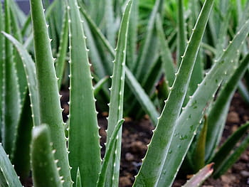 foto ravvicinata, verde, piante di aloe vera, Aloe Vera, pianta, succulento, guarigione, gambo, aloina