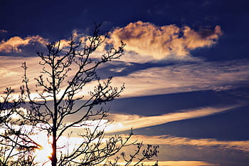 Clouds, Pink, Sky, Blue, Blue, Tree, sky, blue, tree, silhouette, shadow, aesthetic, sunset