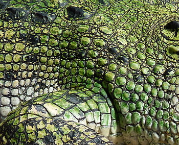 Crocodile, Scale, Reptile, Animal, alligator, dangerous, predator, close, carnivores, grain, skin