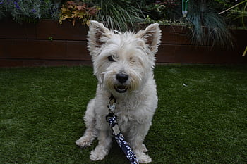 cairn terrier, terrier, dog, summer, garden, grass, green, puppy, cute dog, dog with ball, dog playing