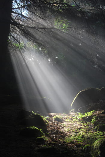 sun, sunlight, shaft, nature, landscape, mood, meditation, atmospheric, tree, forest, sunbeam