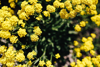 pequeñas flores amarillas, pequeñas, amarillas, flores, verano, flora, naturaleza, floración, planta, primavera, flor