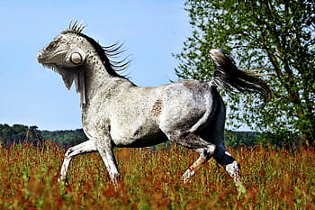 modificato, foto, bianca, corpo di cavallo, testa di camaleonte, cavallo, lucertola, photoshop, pfechse, photoshop-animale, arte digitale