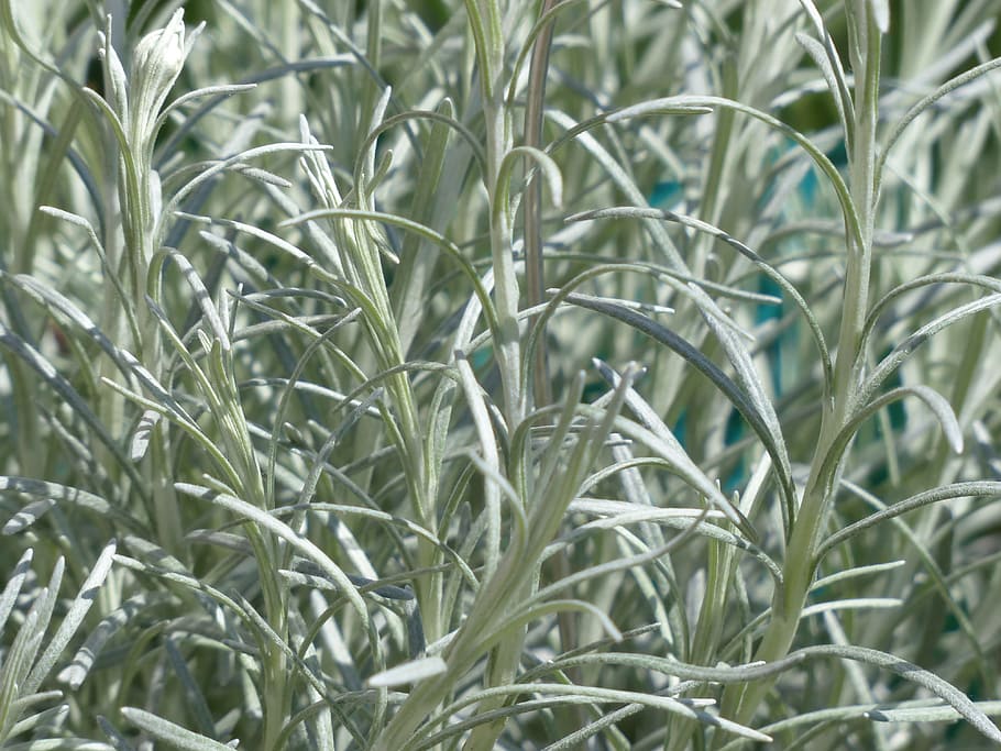 italština, slaměnka, kuchyně, bylina, rostlina, italská nesmrtelnost, kuchyňské byliny, koření, kari zelí, helichrysum italicum, kompozitů