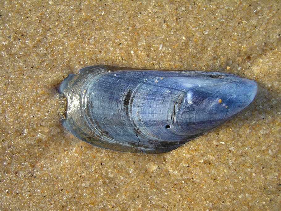 shell, mušle, pláž, modrý, písek, letní, připlavené věci, písečná pláž, dekorativní, moře, námořní