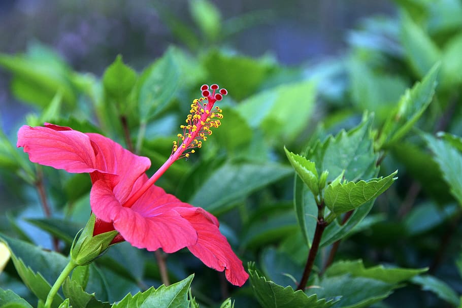 Fuso, Flowers, Plants, red, flowers and plants, pistil, strip, large flower, bloom, green leaves, delicate