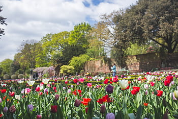 bel giardino primaverile, bellissimo, giardino di primavera, giardino, primavera, natura, fiore, tulipano, estate, pianta, all'aperto