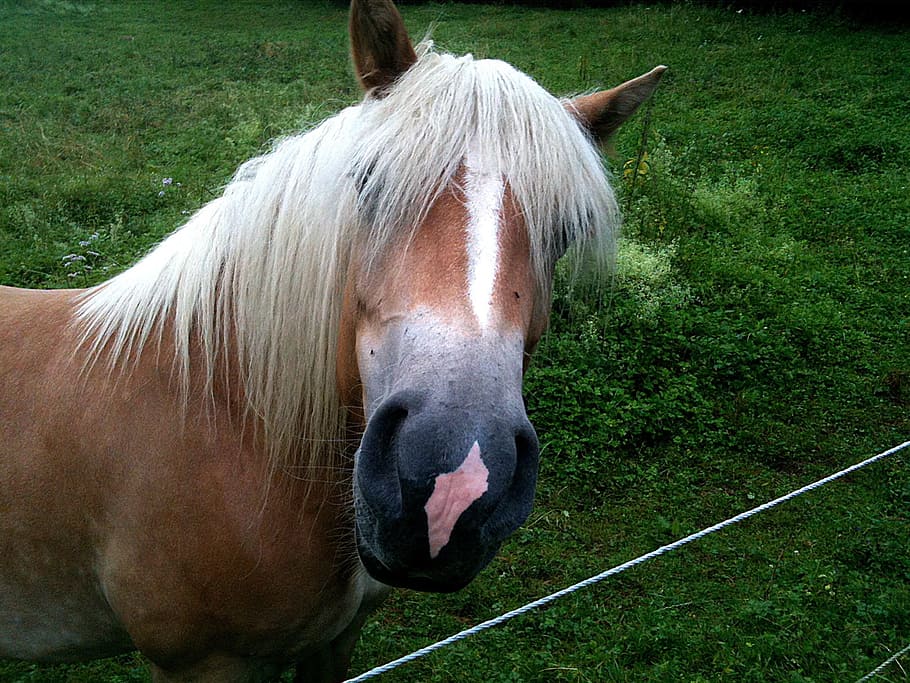 horse, snout, nostrils, funny, mane, farm, mammal, domestic, outdoor, farm animals, rural
