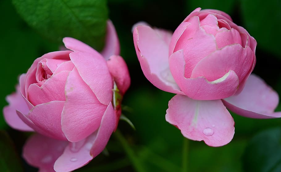 two, pink, petaled flowers, rose, rosaceae, flower, garden, blooming, thorny, flora, love