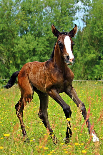 brown, white, green, grass, Horse, Gallop, Foal, thoroughbred arabian, pasture, meadow, brown mold