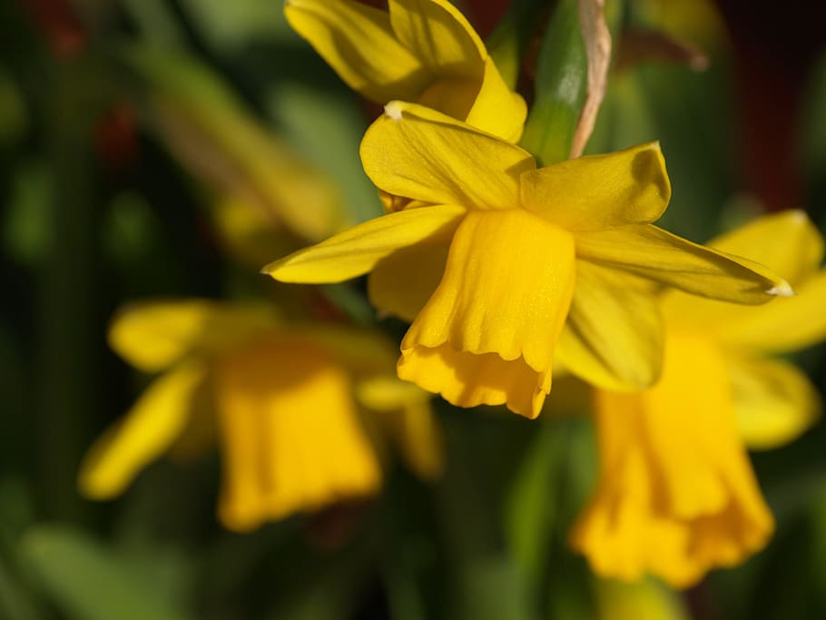 Narcissus, Daffodil, Flower, Blossom, bloom, yellow, narcissus pseudonarcissus, nature, plant, springtime, close-up