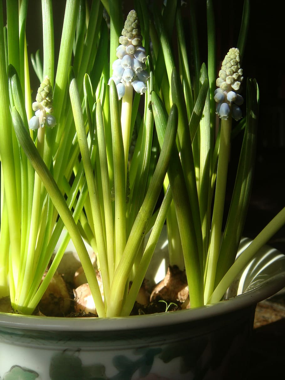 muscari botryoides, slunečního světla, květináč, květ, jarní květina, muscari, zastavit, jaro, žárovky, jídlo a pití, svěžest
