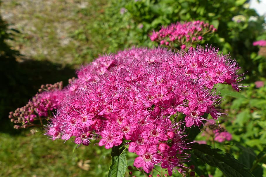 spierstrauch, spiraea, květiny, tyčinek, květina umbel, růžový, květenství, Příroda, rostlina, květ, nachový