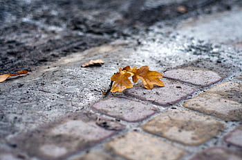 ciottolo, terra, le foglie, autunno, bagnato, piovere