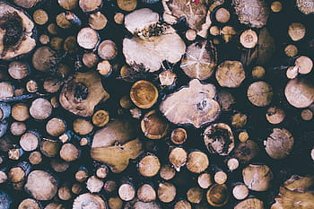 logs, trees, forest, Cut, nature, wood, backgrounds, brown, close-up, macro, pattern