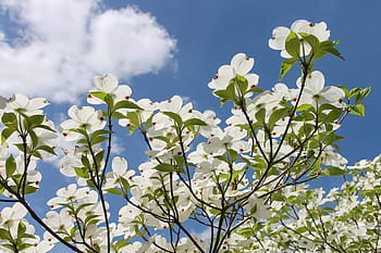 Weiß, Blumen, Blau, Himmel, Hartriegel, cornus, cornus florida, amerikanischer Hartriegel, Hartriegel Gewächshaus, Wolken, Pflanze