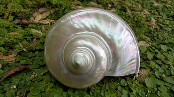 šedý nautilus shell, perlový oheň, ovesné skořápky, nautilus moře, nautilus green, shell, kapradina, perleť, lastury