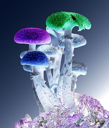 assorted-color mushroom, photoshop, mushrooms, psychedelic, nature, fungi, magic, fungus, hallucinogenic, recreational, therapy