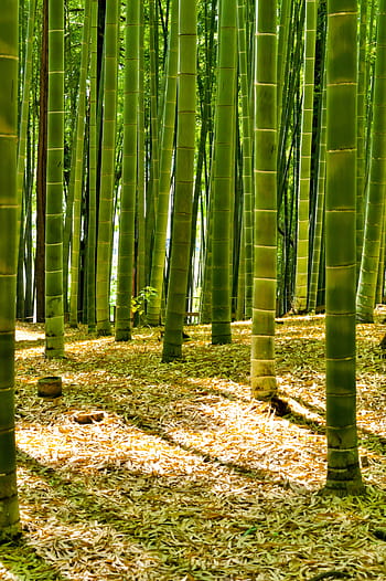 zelené bambusové stromy, Japonsko, bambus, les, bambusový les, zelená, přírodní, krajina, rostlina, sayama kopec, hotely v Tokiu