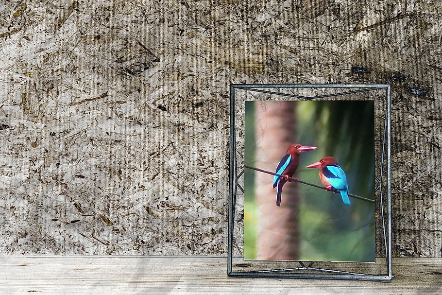 mesh and frame, wall, indoor, decor, frame, wild, bird, brown, breasted, kingfisher, king