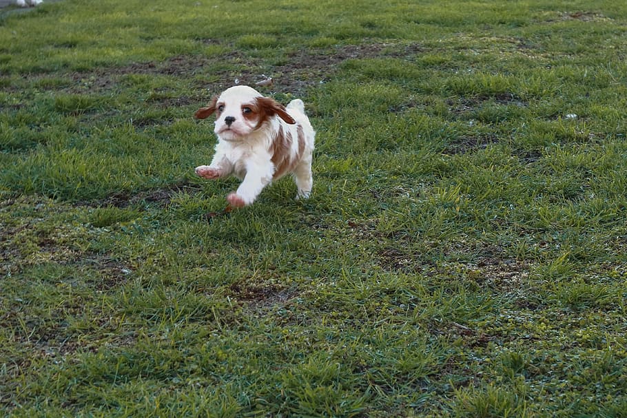 dog, baby, cavalier, king, charles, spaniel, young, portrait, leather, nature, pedigree