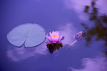 pink, lotus flower, body, water, lotus, natural, meditation, zen, yoga, yoga meditation, spirituality