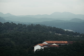 pták, Foto pohled, bílý, hnědý, budova, strom, Příroda, krajina, les, stromy, hora
