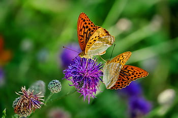 focus photo, two, butterflies, purple, clustered, flower, nature, butterfly, fritillary, insect