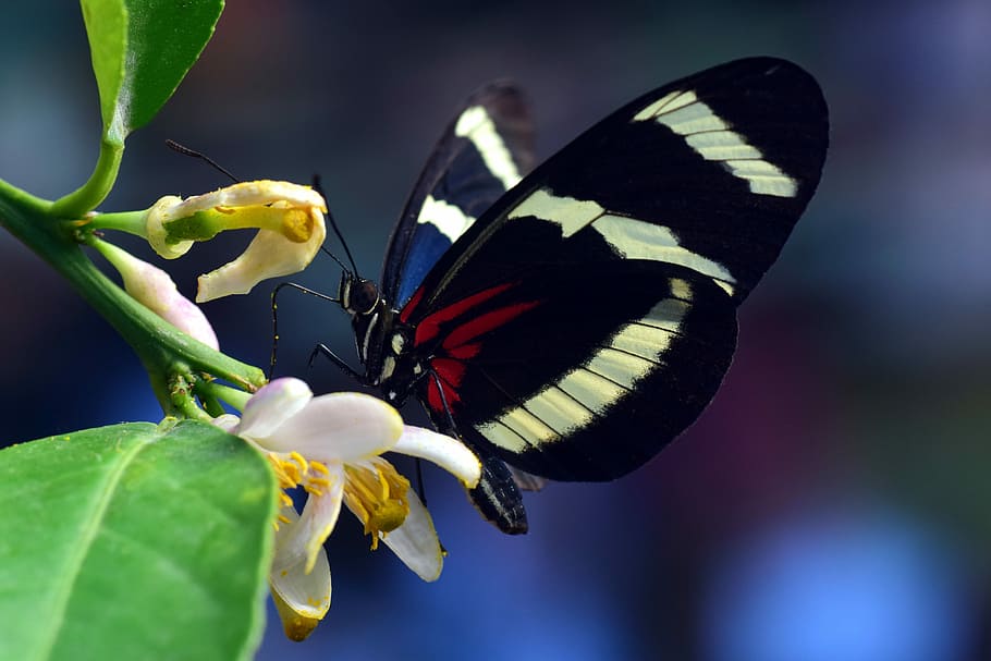 selektivní, zaostřovací fotografie, zebra longwing motýl, posazený, bílý, květ květu, vášeň motýl, motýl, exotický, tropický, hmyz