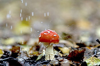 moucha agaric, déšť, houba v dešti, houba, podzim, toxický, barvitý