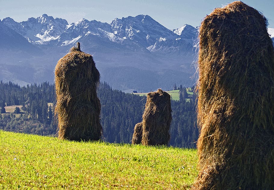 kopki seno, trávy skoszona, stohy sena, slunný, práce, Příroda, podhale, hory, tatry, polské tatry, pole