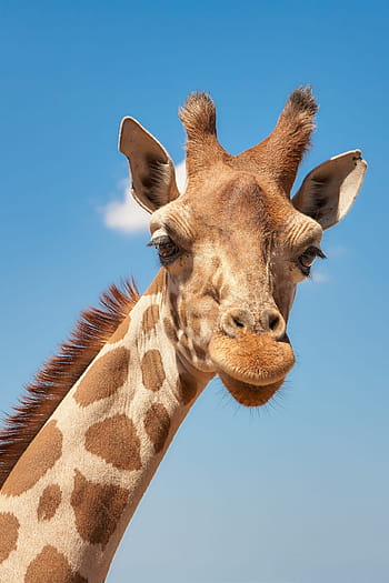 egyértelmű, nap ég, zsiráf, fauna, cameloparadalis, fej rajz, emlős, állat, datailaufnahme, zsiráf szőrme, portré