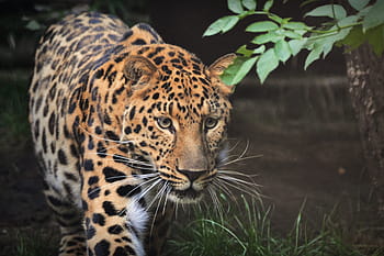 brown, leopard, walking, tree, beast, animal, mammal, zoo, animals, predator, dangerous