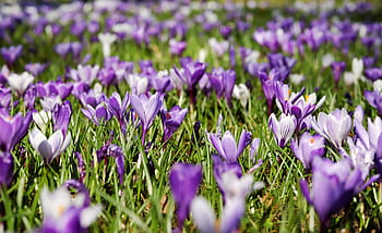 fialově bílé květy, krokus, jaro, květiny, květ, louka, Příroda, nachový, bílý, fialový, brzy bloomer