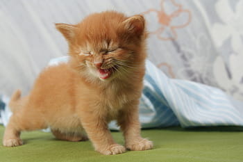 Foto, Orange, tabby, Kätzchen, Katze, Lachen, Miau, Haustier, junge Katze, Katzenbaby, rote Katze