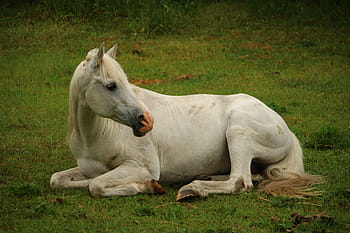 white, horse, lying, green, grass, mold, thoroughbred arabian, stallion, white horse, sleep, lying horse