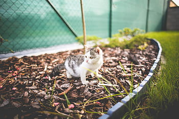 monty, taman, Kucing, di Kebun, hewan, kebun, rumput, vagina, hewan peliharaan, imut, Hewan domestik